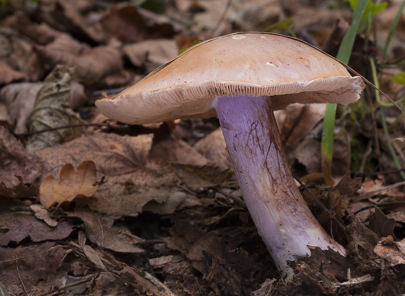 Cortinarius dibaphus